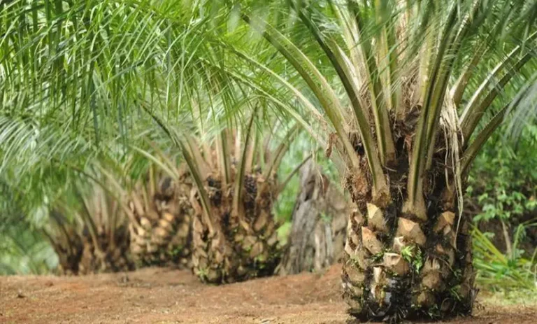 Tanah Perkebunan Sawit: Panduan Lengkap Memilih, Menilai, Mengelola, dan Memaksimalkan Produktivitas Lahan Agar Perkebunan Sawit Menguntungkan, Legal, dan Berkelanjutan